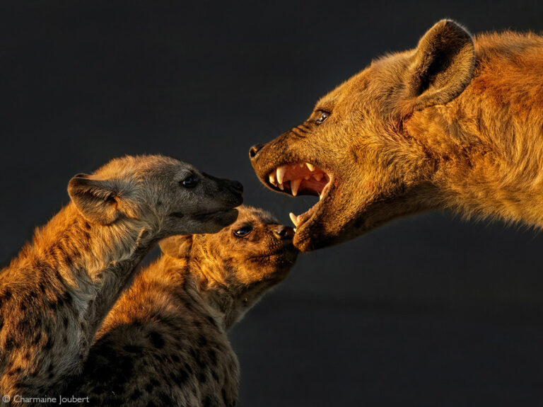 Photographer of the Year 2022 Top 101 - Gallery 1 - Africa Geographic