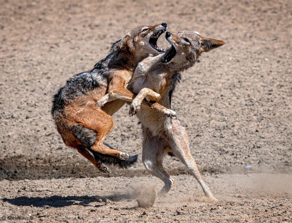 Photographer of the Year 