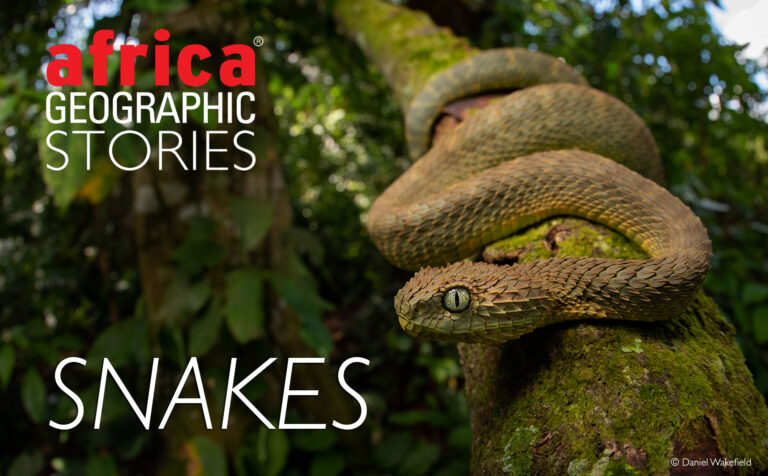 Snakes - everything you need to know - Africa Geographic