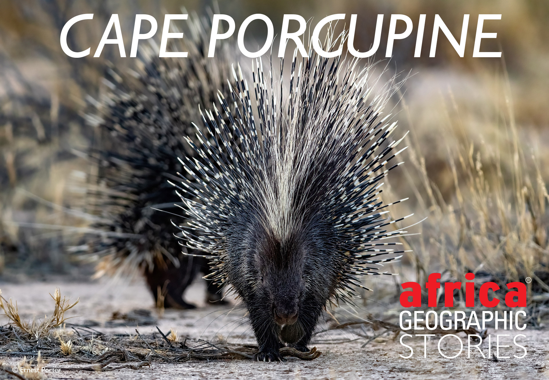 Cape porcupine - Africa Geographic
