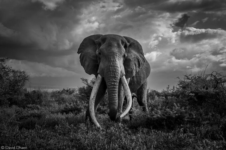 Photographer of the Year 2022 Top 101 - Gallery 3 - Africa Geographic