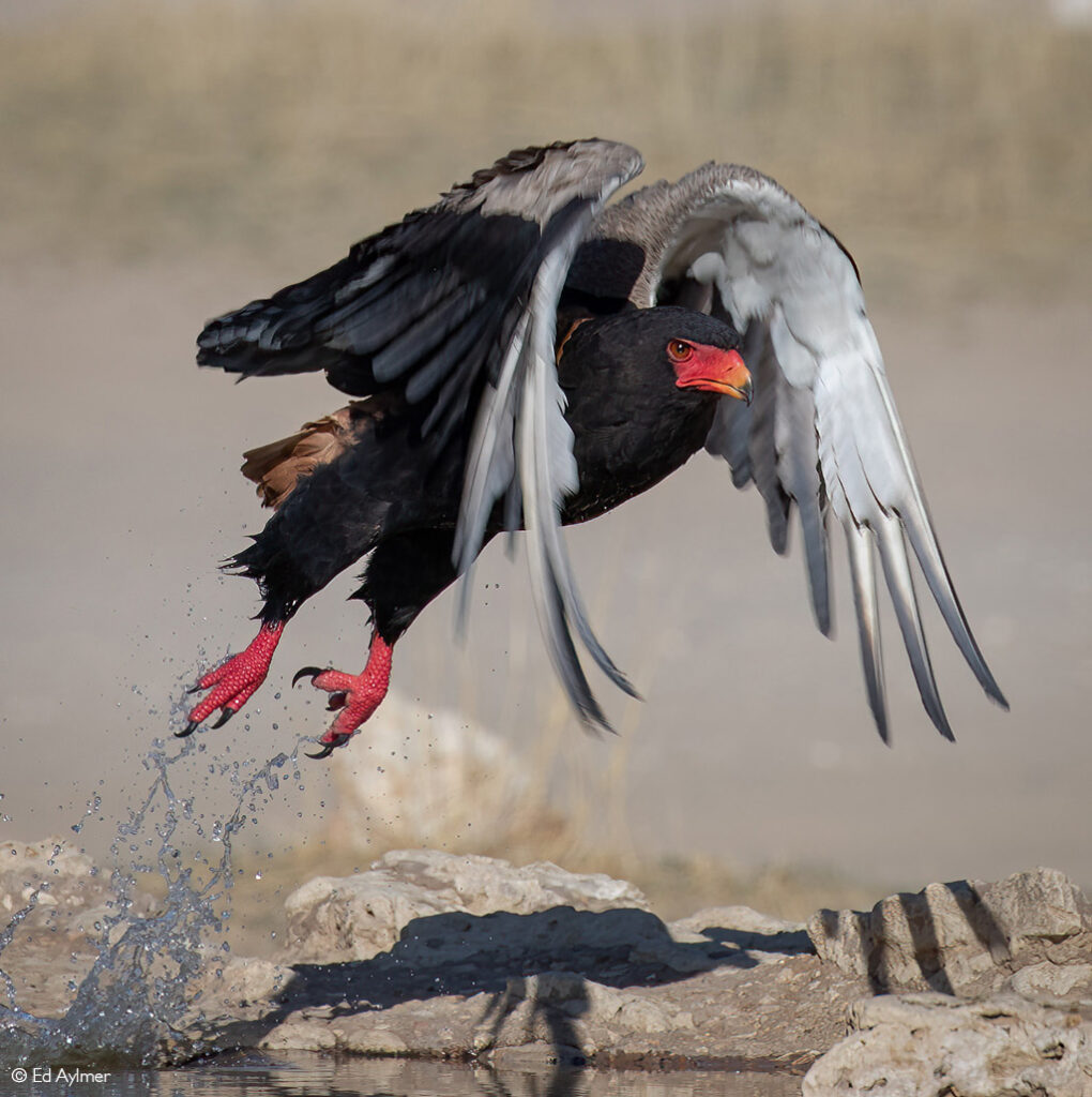 Photographer of the Year 2022 Top 101 - Gallery 1 - Africa Geographic