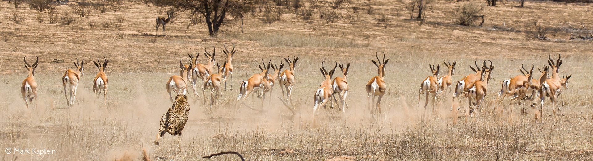 The Hunting Cheetah & Gazelle in Silver – Patrick Mavros