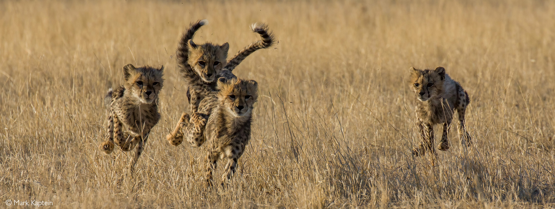 Cheetah