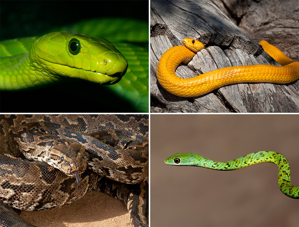 Snakes - everything you need to know - Africa Geographic