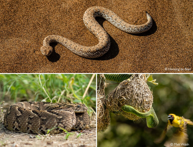 Snakes - everything you need to know - Africa Geographic