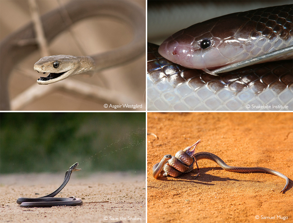 black mamba fangs