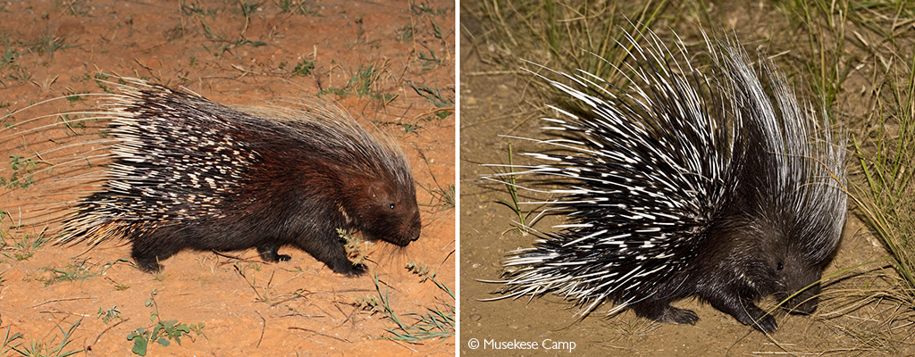 Cape porcupine