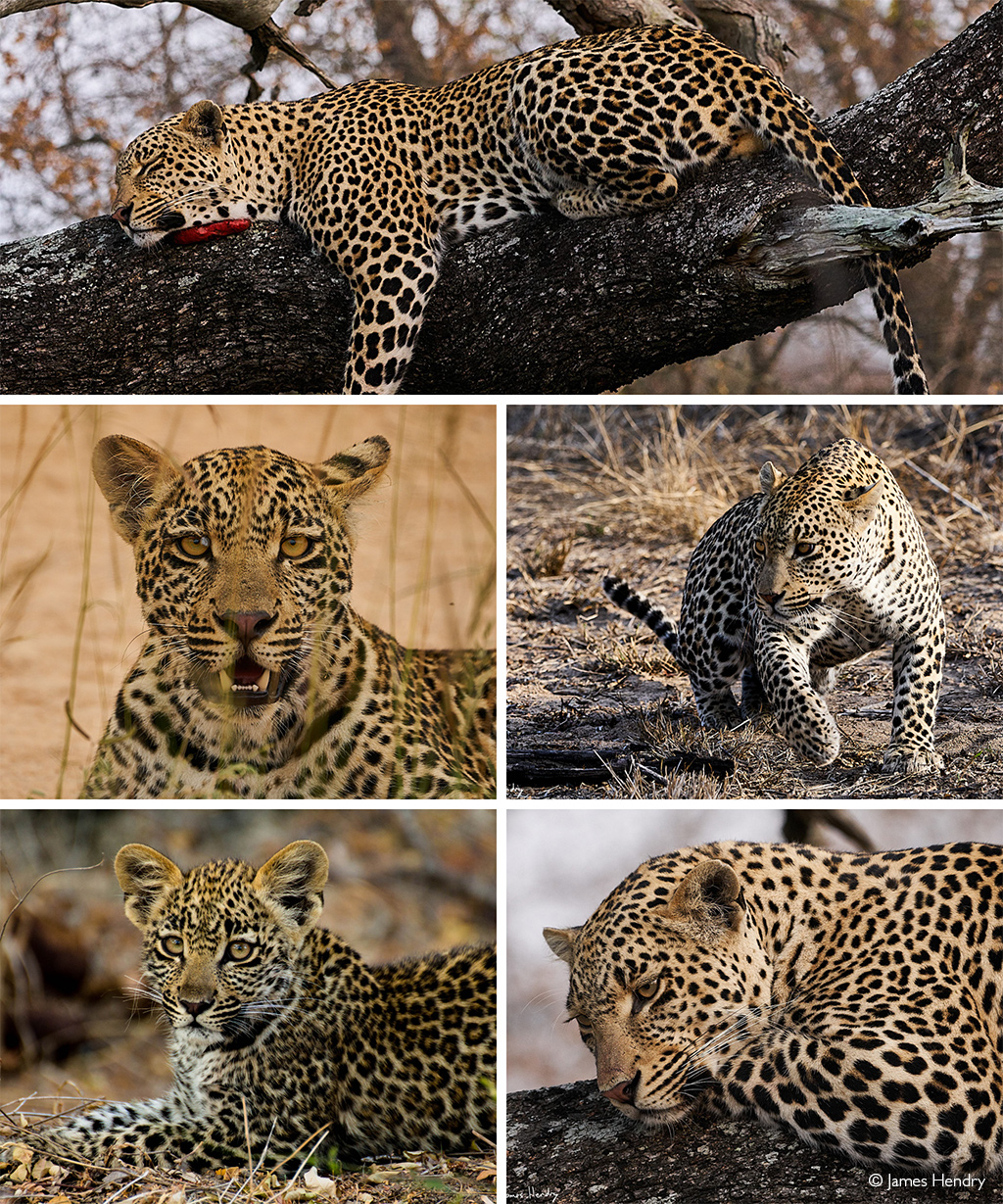 Hosana, famous Sabi Sand leopard, killed under tragic circumstances