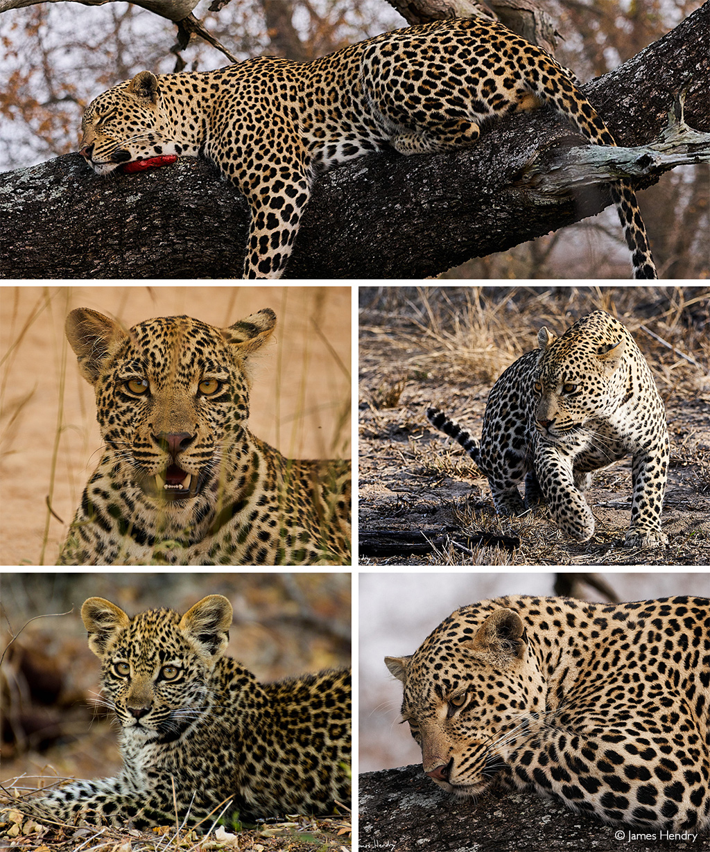 Hosana, famous Sabi Sand leopard, killed under tragic