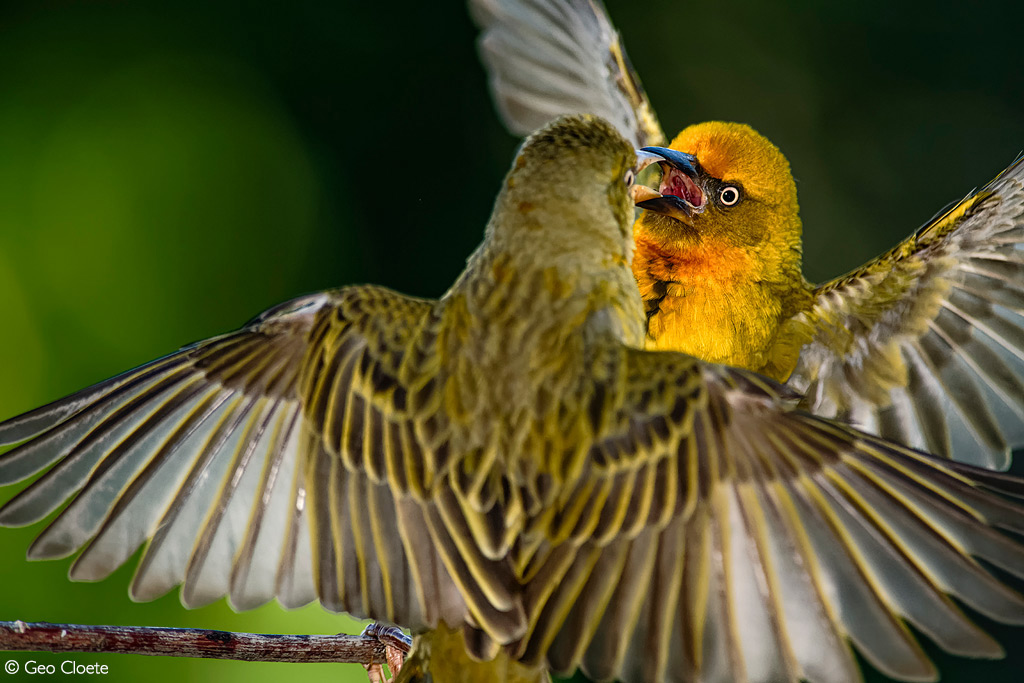 Photographer of the Year 