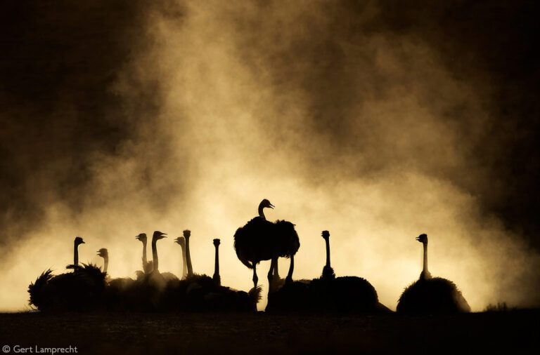 Photographer of the Year 2022 Top 101 - Gallery 2 - Africa Geographic