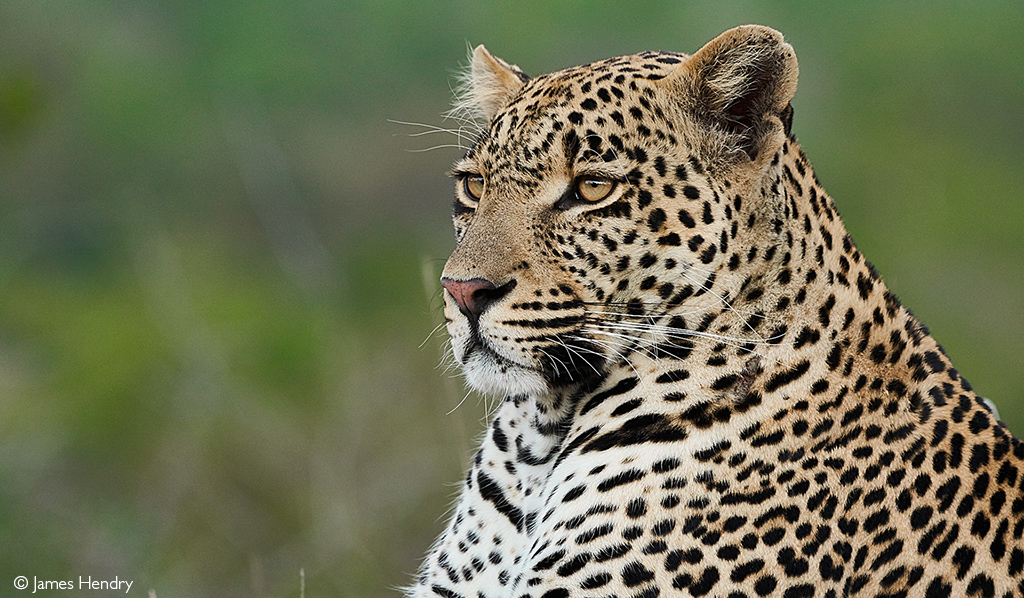 Hosana, famous Sabi Sand leopard, killed under tragic circumstances