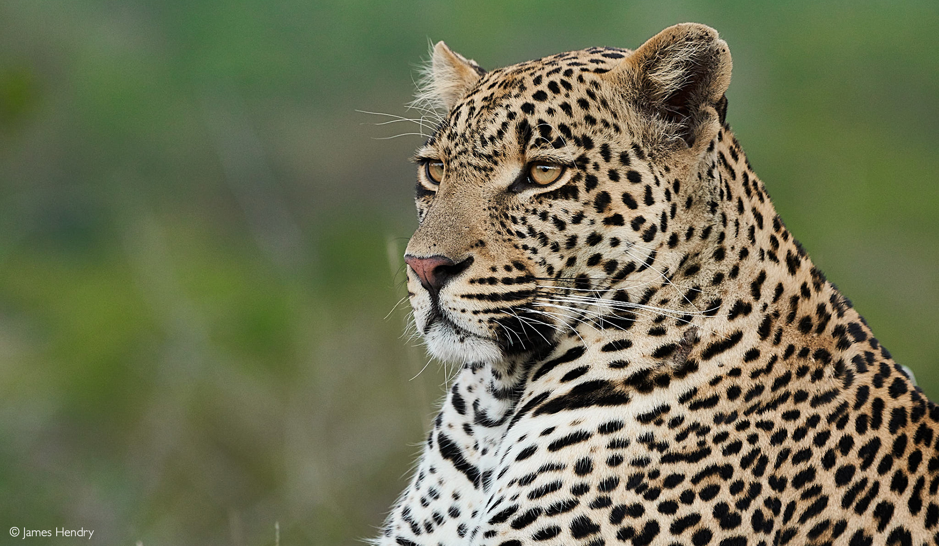 Karula a female leopard in South Africa 