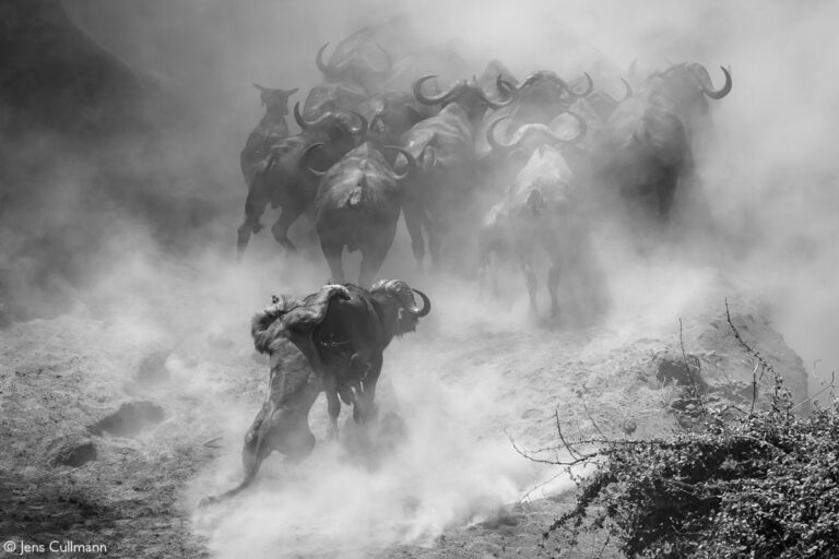 Photographer of the Year 2022 Top 101 - Gallery 3 - Africa Geographic