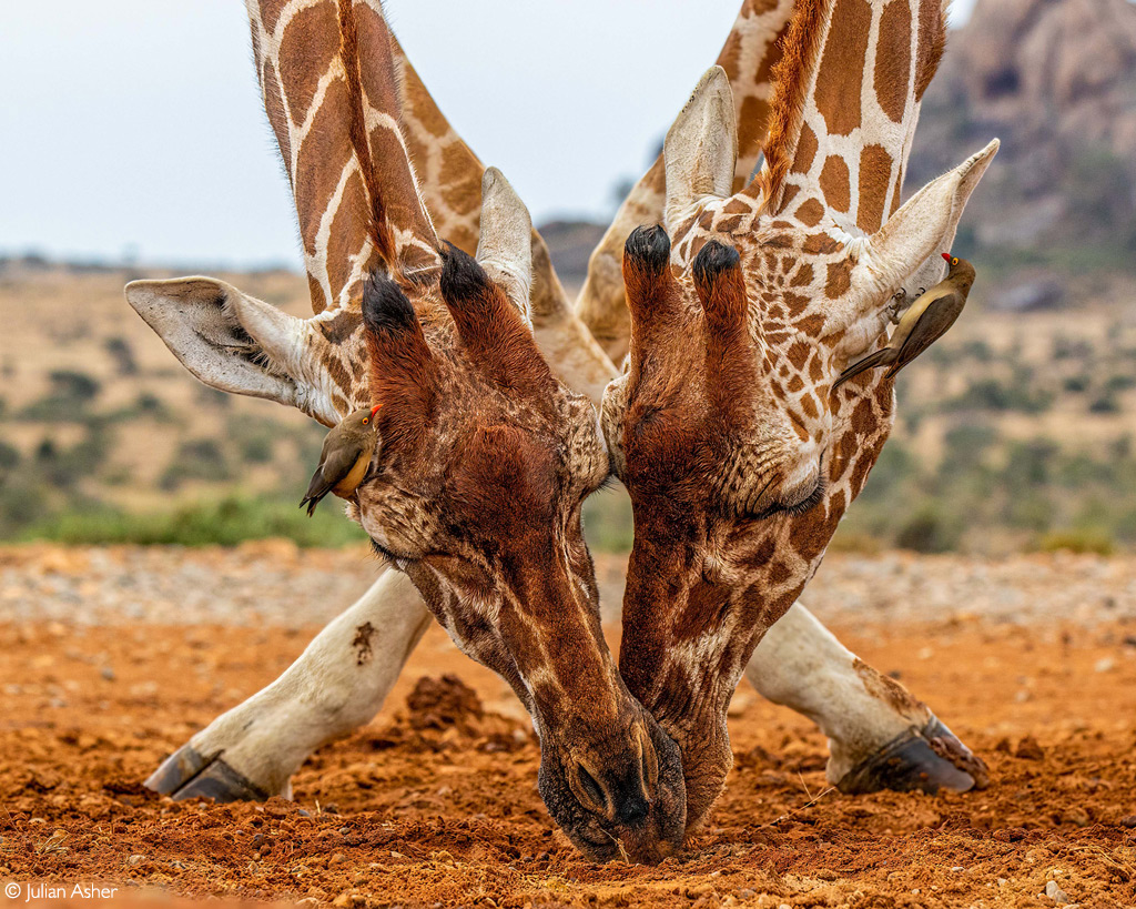 Photographer of the Year