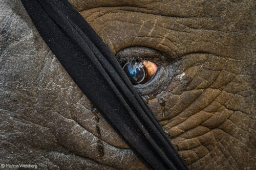 Photographer of the Year 2022 Top 101 - Gallery 1 - Africa Geographic