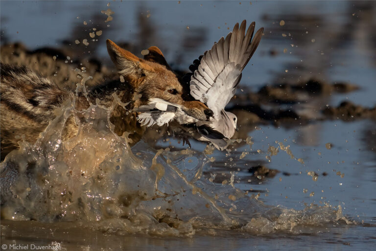 Photographer of the Year 2022 Top 101 - Gallery 3 - Africa Geographic