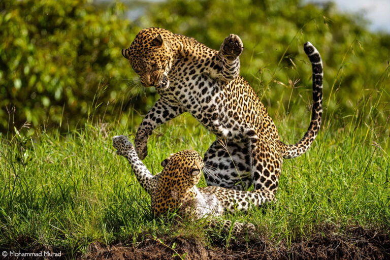 Photographer of the Year 2022 Finalists - Gallery 2 - Africa Geographic