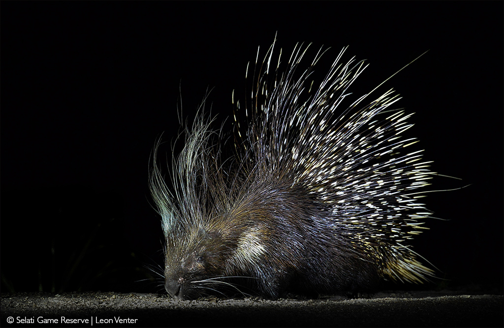 Cape porcupine