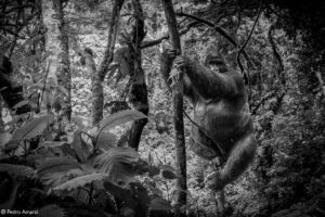 Photographer of the Year 2022 Top 101 - Gallery 2 - Africa Geographic