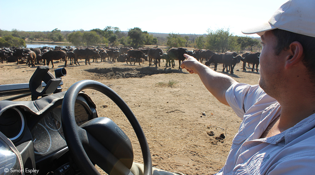 Wildlife populations in Kruger private nature reserves