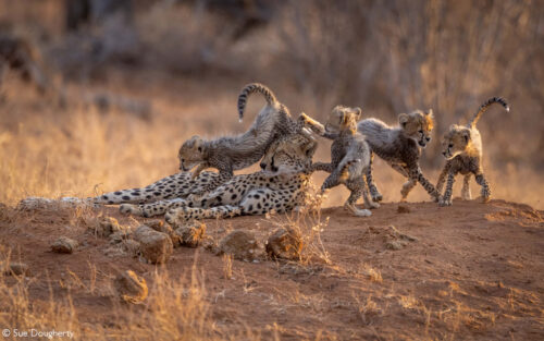 Photographer of the Year 2022 Top 101 - Gallery 2 - Africa Geographic