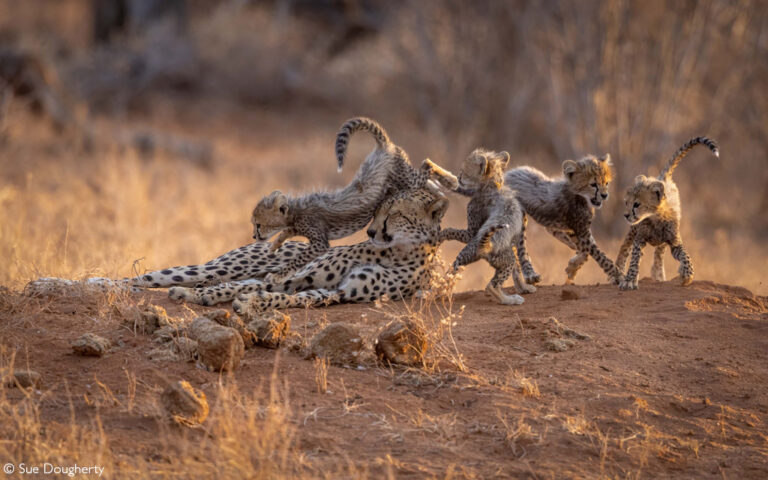 Photographer of the Year 2022 Finalists - Gallery 1 - Africa Geographic