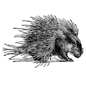 african porcupine drawing