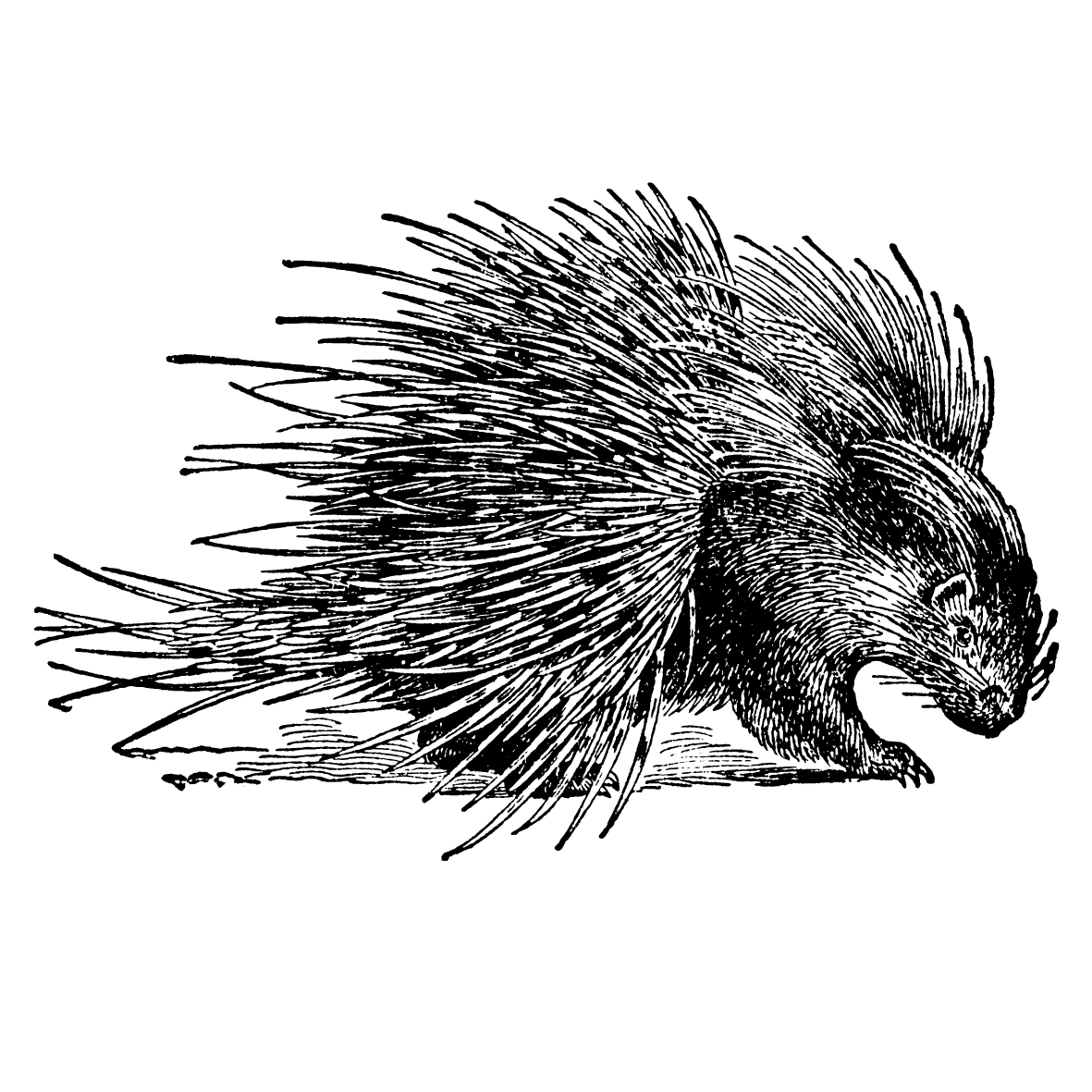 Cape porcupine - Africa Geographic