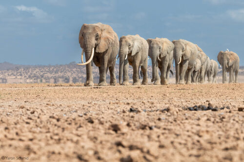 Photographer of the Year 2022 Top 101 - Gallery 2 - Africa Geographic