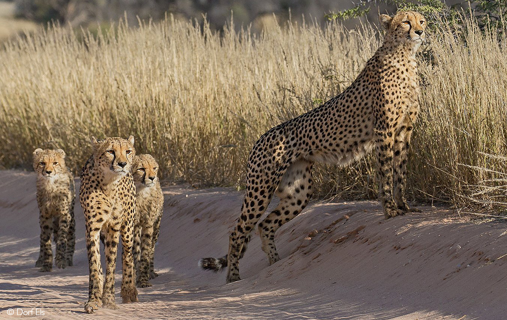 First-ever case of overlapping cheetah litters in the wild