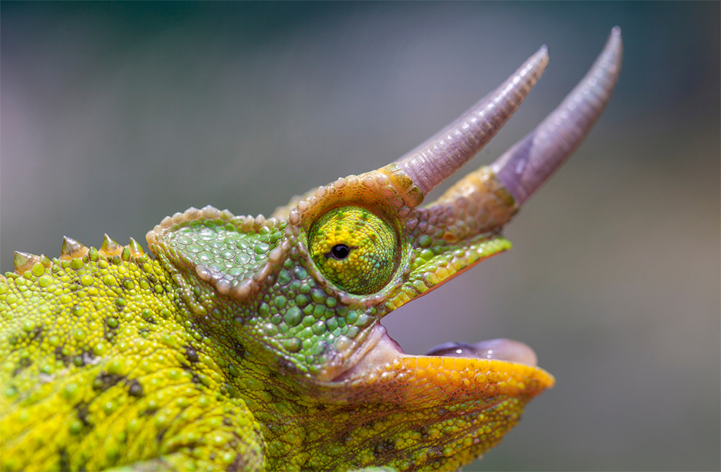 Hawaii’s conspicuous African chameleons