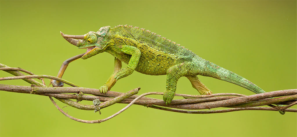 Hawaii’s conspicuous African chameleons