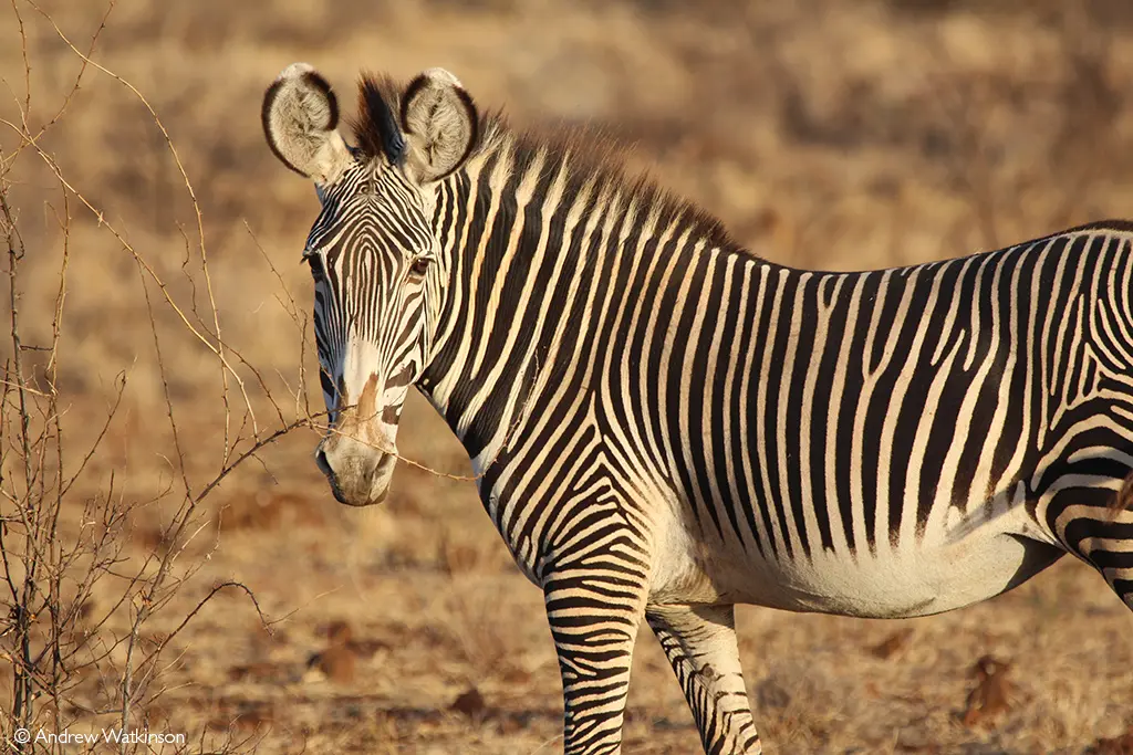 Meru National Park