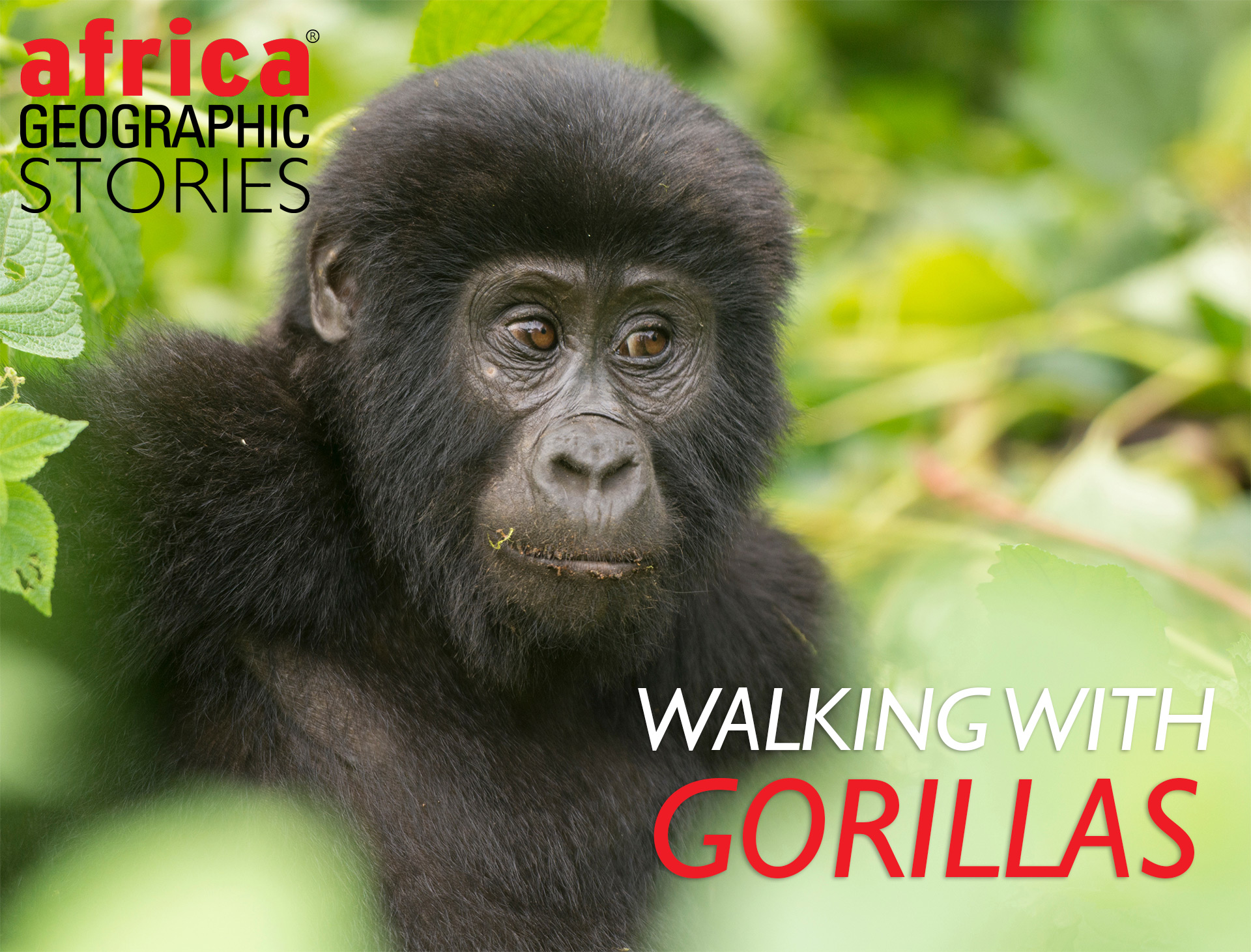 Tropical Rainforest Gorilla Facts