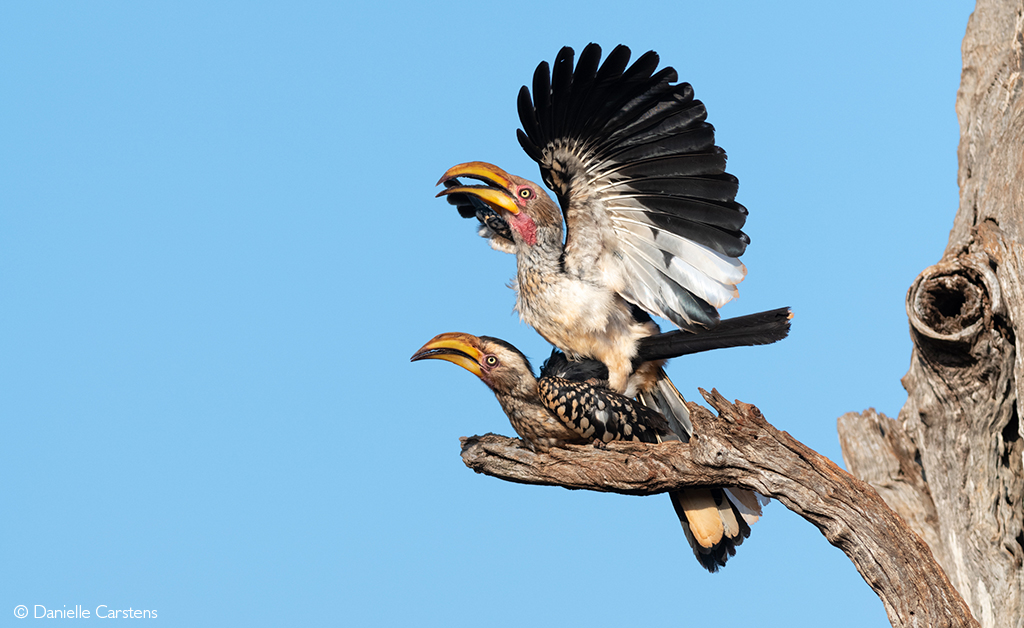 Five years until the Kalahari’s hornbills start to vanish