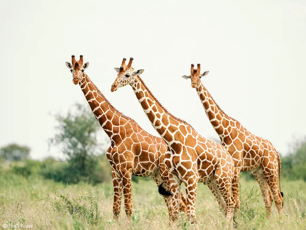 Meru National Park
