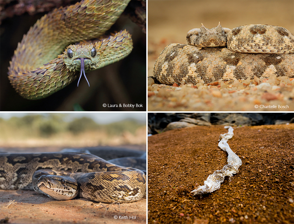 Snakes Everything You Need To Know Africa Geographic