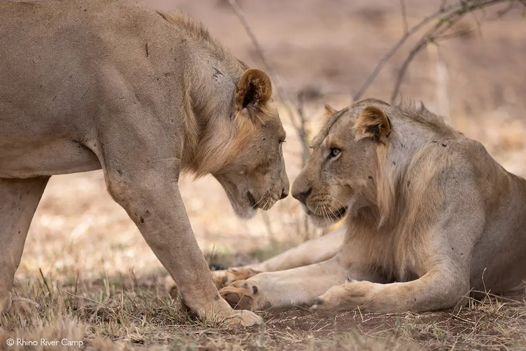 Lion coalition