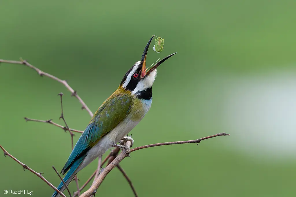 Meru National Park