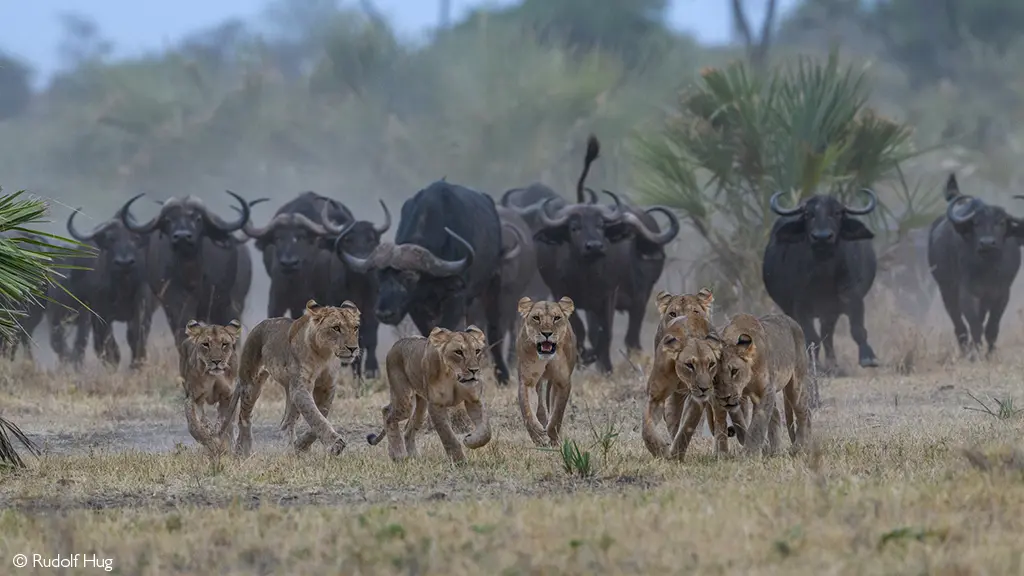Meru National Park