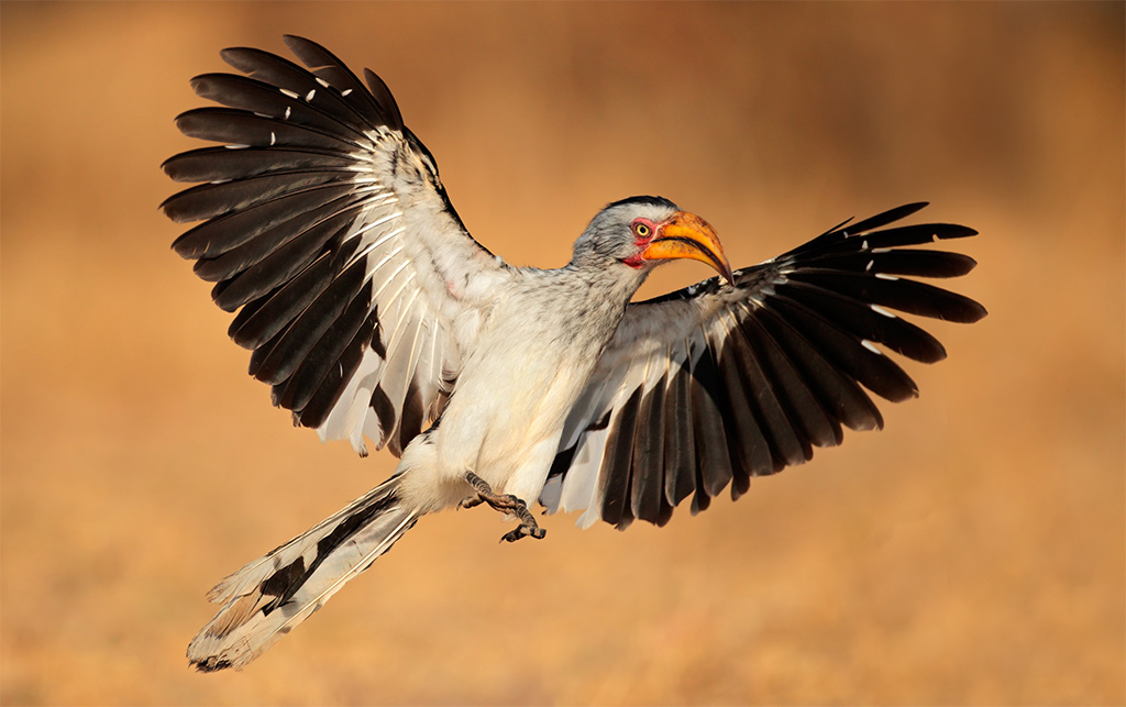 Five years until the Kalahari’s hornbills start to vanish