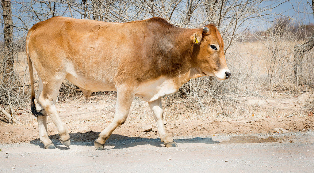 Lions target particular types of cows – research