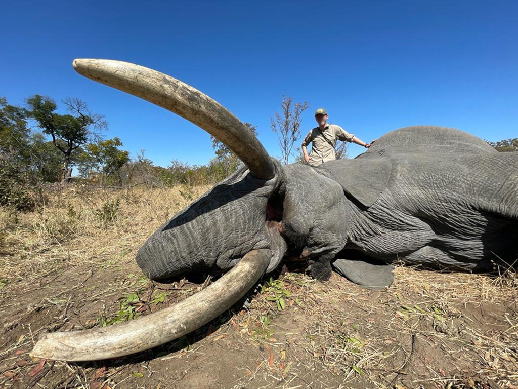 Elephant bulls, breeding and trophy hunting