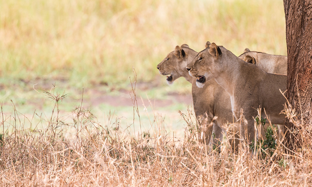 Lions target particular types of cows – research