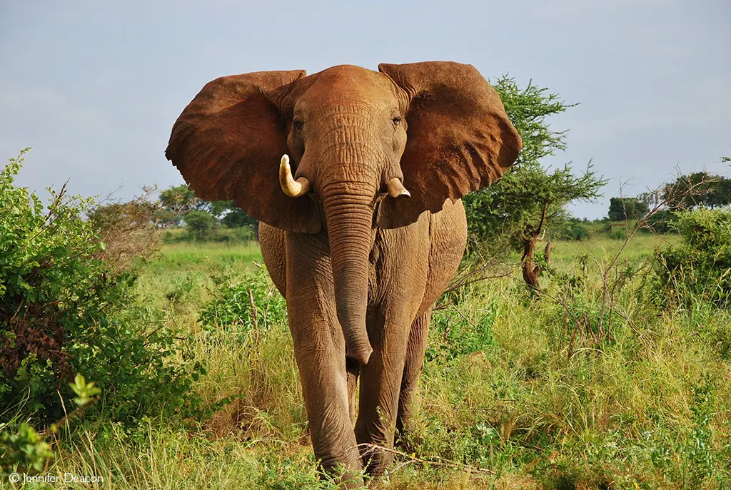 Meru's vistas are characterised by lush green vegetation on rich volcanic soils, featuring semi-arid scrublands and open plains