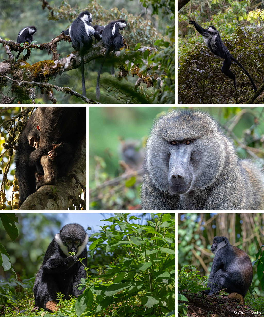 Primates in Nyungwe Forest, Rwanda