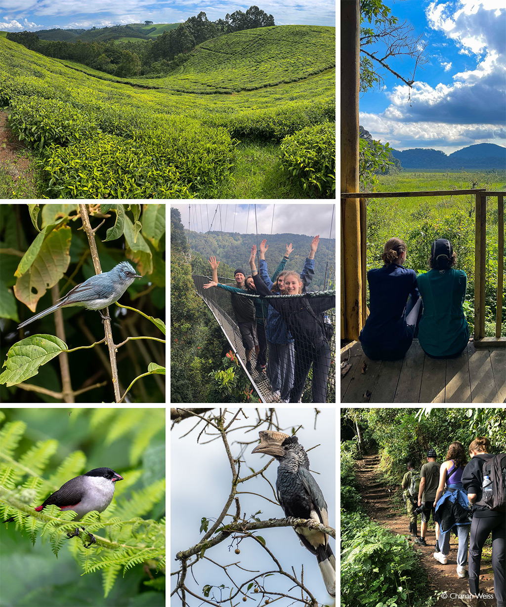 Nyungwe Forest Rwanda