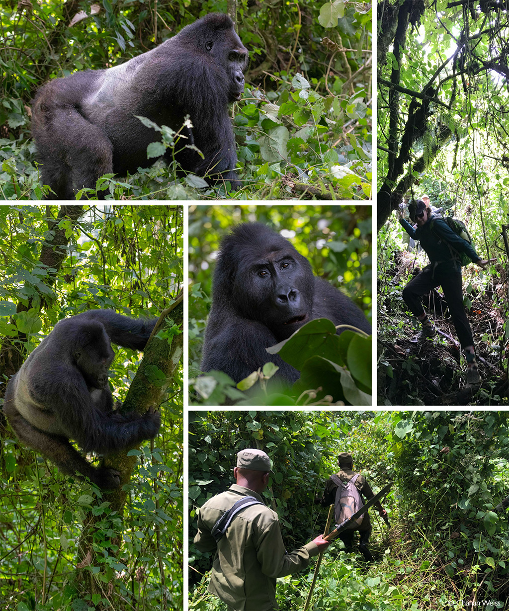 Gorillas in DRC